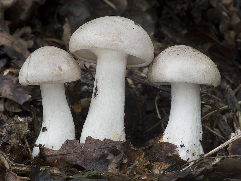 Clitocybe nebularis